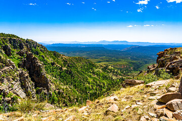 Arizona forest landscape from the Rim