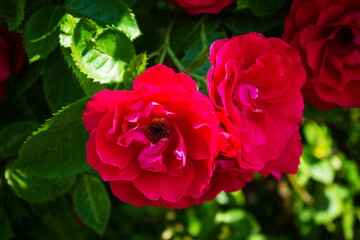 Lots of red roses close up. Beautiful natural background.