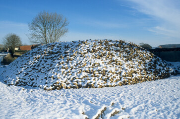 Mound of sugar beet waiting collection at roadside.  Frozen snow covering root pile.