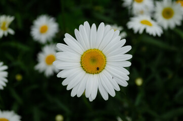 Fototapeta premium chamomile closeup, yellow and white flower