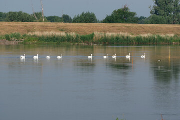 swans on river