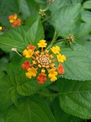 yellow and orange small flowers