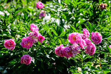 Bush with many large delicate vivid pink peony flowers in a British cottage style garden in a sunny spring day, beautiful outdoor floral background photographed with selective focus.