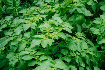 Potato bushes Close-Up. The potato plant bushes are just beginning to flower. Green potato bushes in the country. The bushes of potatoes without bugs
