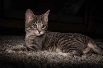 Fototapeta premium Cute furry tabby kitten Playfull