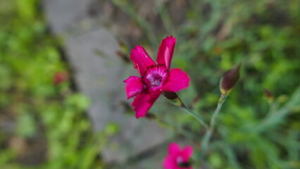 Obraz premium Blumen