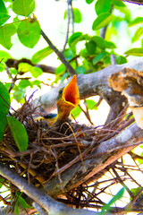bird nest on tree