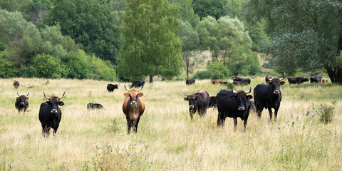 Taurus cattle in a semi-open pasture landscape