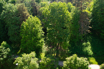Fototapeta na wymiar trees in sunny day