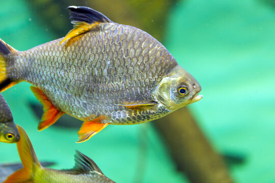 Fish of the island of Sumatra - Barbonymus schwanenfeldii