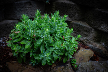 Green decorative plant highlighted by dark vignette around it.