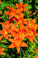 Orange and yellow daylily flower (hemerocallis) in the garden