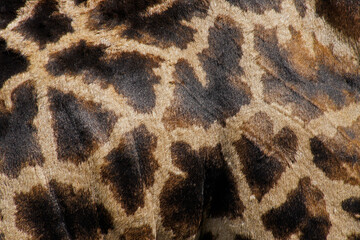 Coat pattern of Masai giraffe, Kenya © Michele Burgess