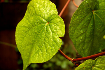 close up of green leaves of a tree