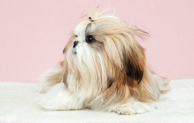 beautiful well kept purebred shih tzu dog on a pink background
