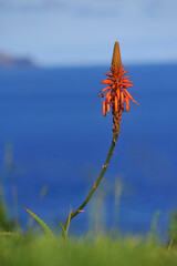 Fleur d'Alo&egrave;s rouge sur fond de mer &agrave; Mad&egrave;re, Portugal, Europe