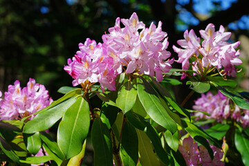 Pink rhododendron flowers growing on a shrub in the spring