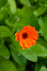 calendula flower closeup, beautiful plant