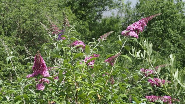 Buddleja davidii - Fleurs roses en &eacute;pis d'arbre aux papillons se balan&ccedil;ant sur des rameaux arqu&eacute;s et souple