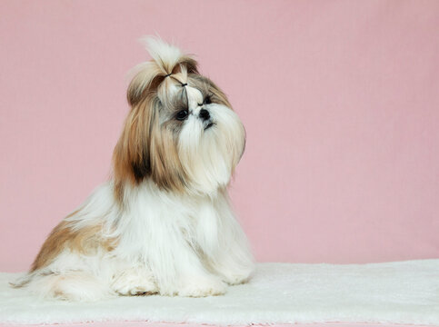 beautiful well groomed cute puppy close-up on a pink background