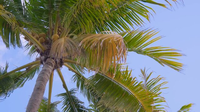 Bottom view on palm trees against the background of blue solar the sky with moving white clouds. Coconut palm trees bottom view. Green palm tree on blue sky background. View of palm trees against sky.