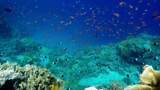 Beautiful corals. Underwater life in the ocean. Tropical fish. 