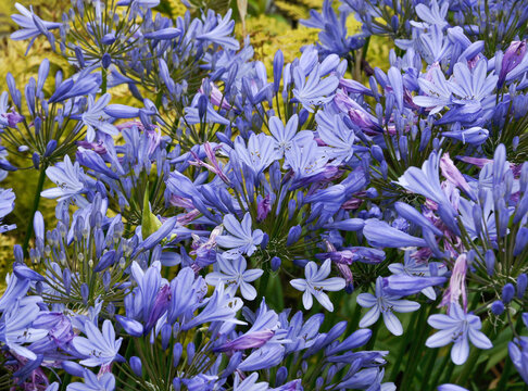 Blue agapanthus plant in bloom