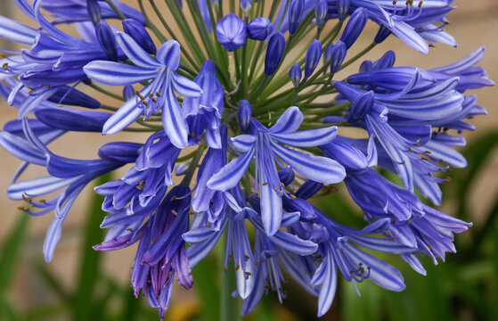 Blue agapanthus plant in bloom