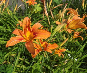 Bright orange tiger lily flower close up