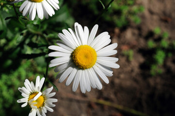 white garden daisy. view from above