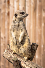 Meerkat on guard