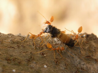 Small beige color fire ants carrying an insect