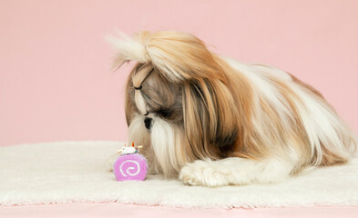 beautiful well groomed puppy is played with a cake on a pink background