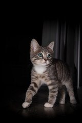 Cute furry tabby kitten Playfull