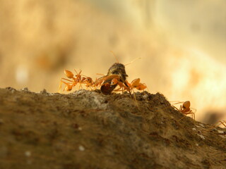 Small beige color fire ants carrying an insect