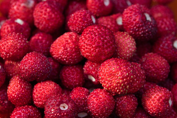 Wild strawberries fruits macro texture background full frame, red ripe juicy fresh berries