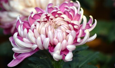 close up dahlia flower