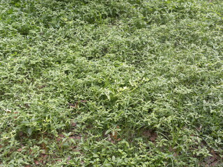 Carrot grass plants or Parthenium hysterophorus or Santa Maria fever few or white top weed or famine weed or congress grass or Gajar Ghans