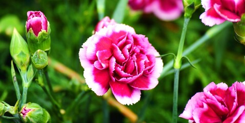 pink tulips in spring