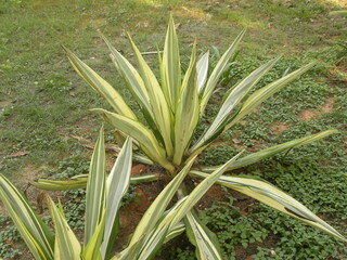 Needle shaped leaves of Yucca Filamentosa plants