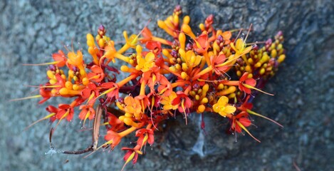 red and yellow flower
