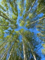 birch grove, birch trees against the sky, beautiful trees