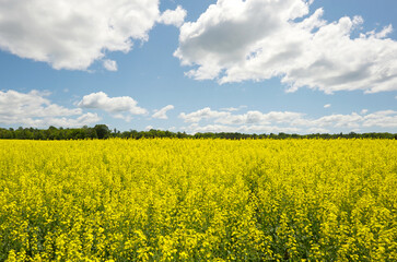 Canola field in summer, wide angle.
