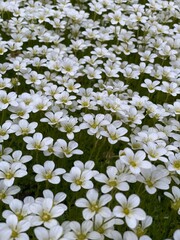 very beautiful flowers, white flowers.