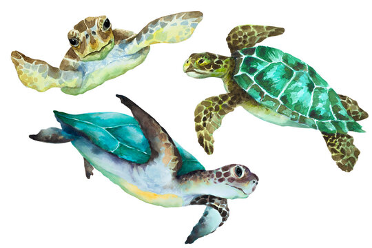 Sea turtles on a white background, watercolor drawing illustration.