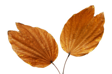 Fototapeta premium Dry Leaves of Purple Bauhinia Tree Isolated on White Background