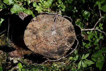 tree stump in a forest