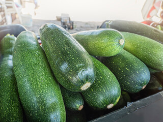 ZUCCHINI RECENTLY COLLECTED FROM THE FIELD