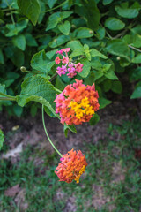 red and yellow flower