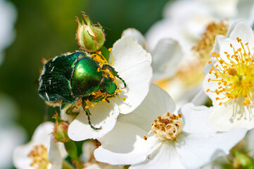 Ein Rosenkäfer sammelt Nektar auf einer Weisen Blüte